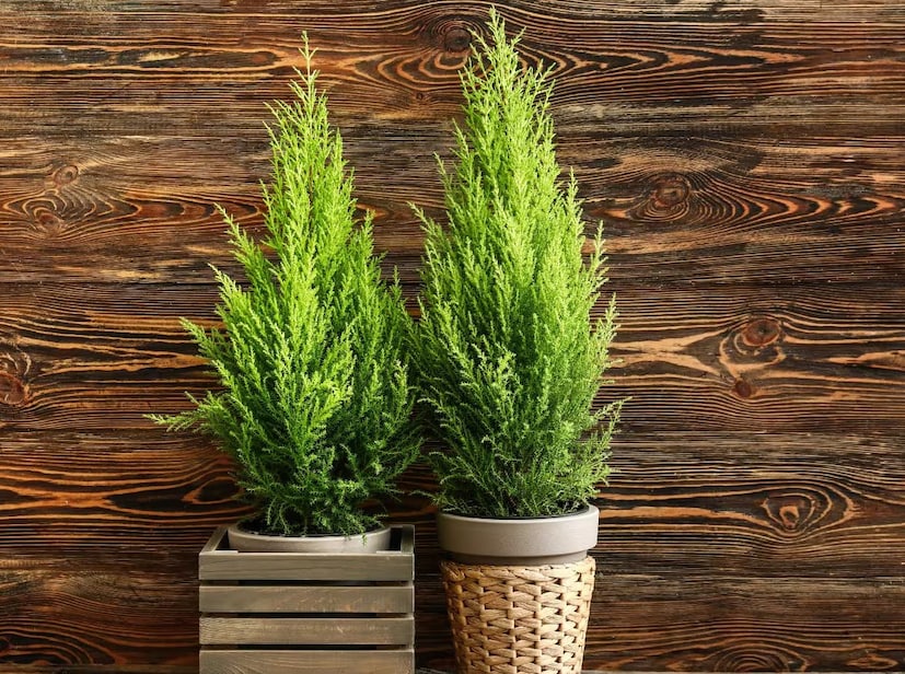 সাইপ্রেস (Cypress Tree): অনেকেই বাড়ি, উঠোন বা বাগানে সাইপ্রাস গাছ লাগান। দেখতে সুন্দর। পাতাগুলো সূক্ষ। ঝাড়ের মতো লাগে। ঘন পাতায় সাপ লুকিয়ে থাকে। তাই এই গাছও বাগানে লাগানো যাবে না।