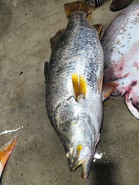 তড়িঘড়ি নৌকা নিয়ে ডাঙায় ফেরে পরিমল, সমীর ও বিবেক। ভোরে মাছ বাজারের উদ্দেশ্যে রওনা দেয় তারা। নদী পাড় থেকে প্রায় ১০ কিলোমিটার মাছের আড়ৎ । ভোর ৪.৩০ নাগাদ মাছ নিয়ে বাজারে এসে পৌঁছয়। মাছের গায়ে জড়ানো প্যাকেট খুলতেই রীতিমতো দৈত্য ভেটকি দেখতে ভিড় জমে যায় বাজারে। রীতিমতো এই মাছ দেখতে হুমড়ি খেয়ে পড়ে বাজারের ক্রেতা বিক্রেতা।