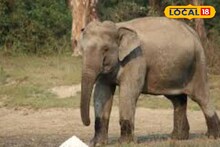 চা বাগানে হাতির হানায় ক্ষতিপূরণ বড় ইস্যু আলিপুরদুয়ারের ভোটে