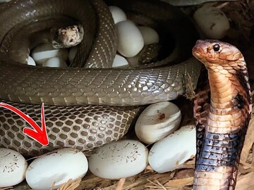 সাপের ডিম কি হাঁস-মুরগির মতো খাওয়া যায়? ৯০% মানুষই ভুল জানেন, আসল উত্তর জানুন