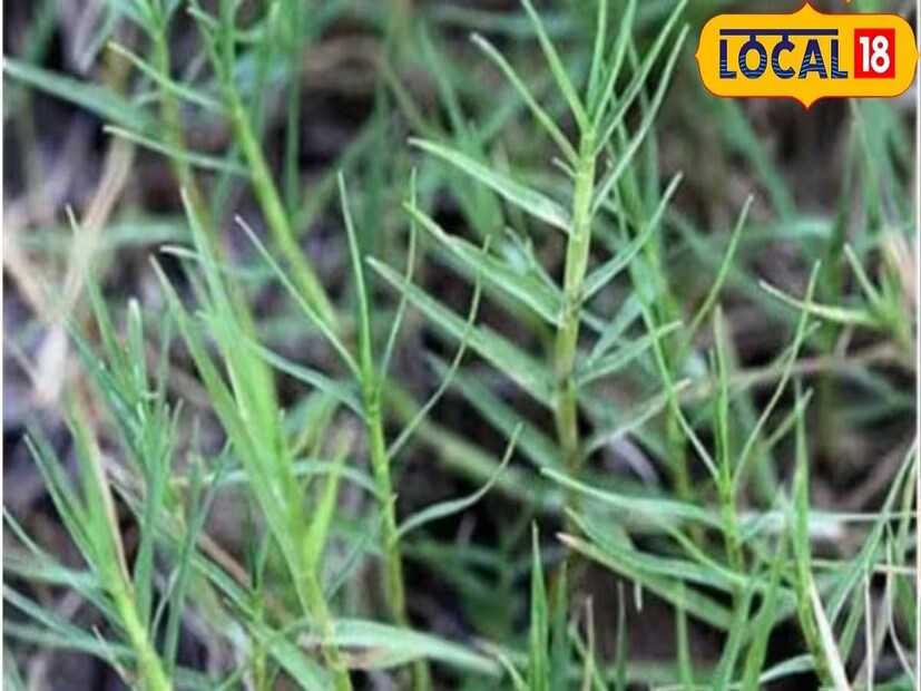 *দূর্বা ঘাস আমাদের পিত্ত সংক্রান্ত প্রদাহ ও অন্যান্য প্রদাহজনিত জ্বালা থেকে মুক্তি দেয়। দূর্বা ঘাসের উপকারিতার কথা মাথায় রেখে ধর্মশাস্ত্র হোক বা আয়ুর্বেদ, একে বিশেষ গুরুত্ব দেওয়া হয়েছে। সংগৃহীত ছবি।