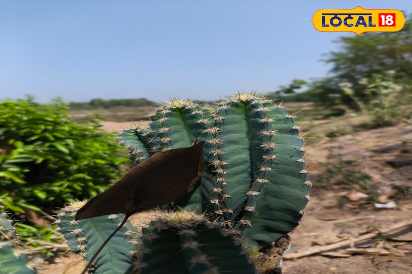 বাতাসে আর্দ্রতা থাকবে ২৪ শতাংশের মতো। বেলা ১১টা থেকে দুপুর ৪টে পর্যন্ত রোদে না বেরনোর পরামর্শ দিচ্ছেন চিকিৎসকেরা।