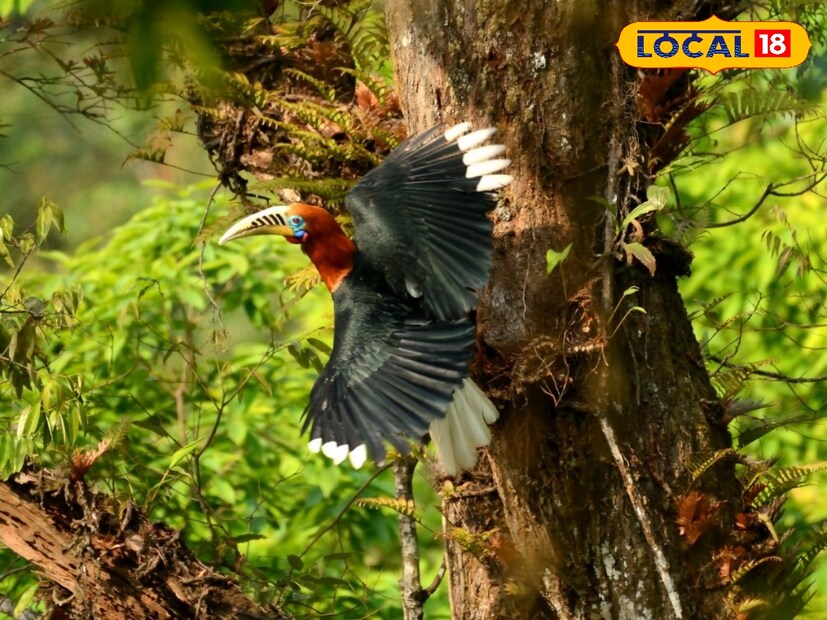 লাটপাঞ্চার গ্রামে ঢোকার মুখেই পরে একটি রক ক্লাইম্বিং সেন্টার। এখানে শিলিগুড়ি থেকেও রকক্লাইম্বিং করতে আসেন পড়ুয়ারা। সেখানেই বছর ৫০-এর এক মহিলা জয়া বোস প্রকৃতির মজা লোকে নিচ্ছিলেন। তিনি বলেন জায়গাটি এত সুন্দর যে এখানে দারুণ সময় কাটছে। দেরি না করে গরমের ছুটিতে কোথাও যদি যাবেন বলে ভাবছেন তবে ঘুরে আসতে পারেন এই গ্রামে। (রিপোর্টার-- অনির্বাণ রায়)