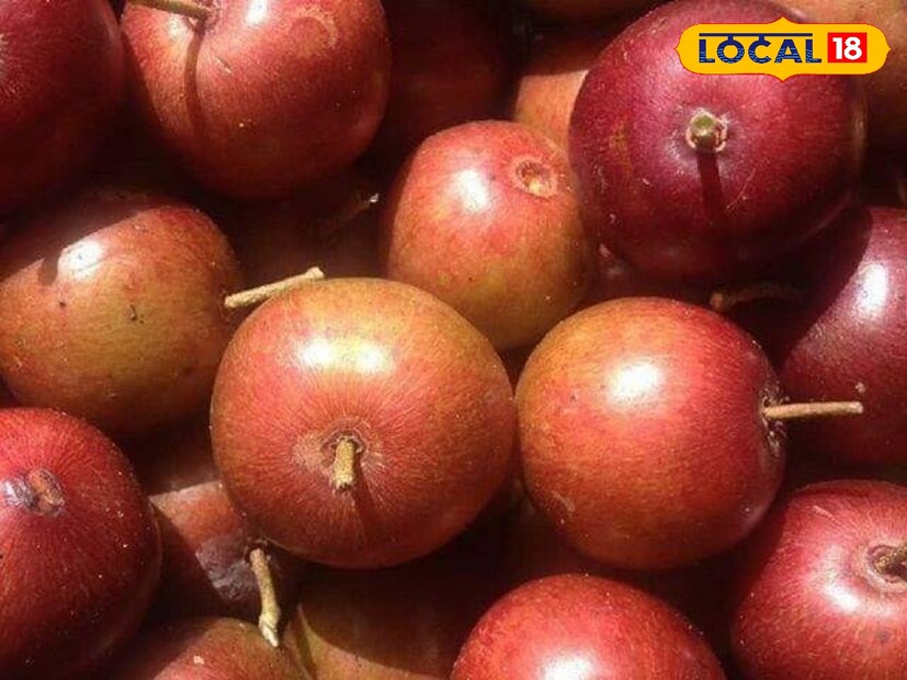 কাঁটা যুক্ত এই গাছ, যা বিলুপ্তপ্রায়। পশ্চিম মেদিনীপুর ও জঙ্গলমহল ঝাড়গ্রামের বিভিন্ন স্থানে এখনও দেখা যায়। এই গাছের পাতা বা ফলের গুরুত্ব জানলে অবাক হবেন।