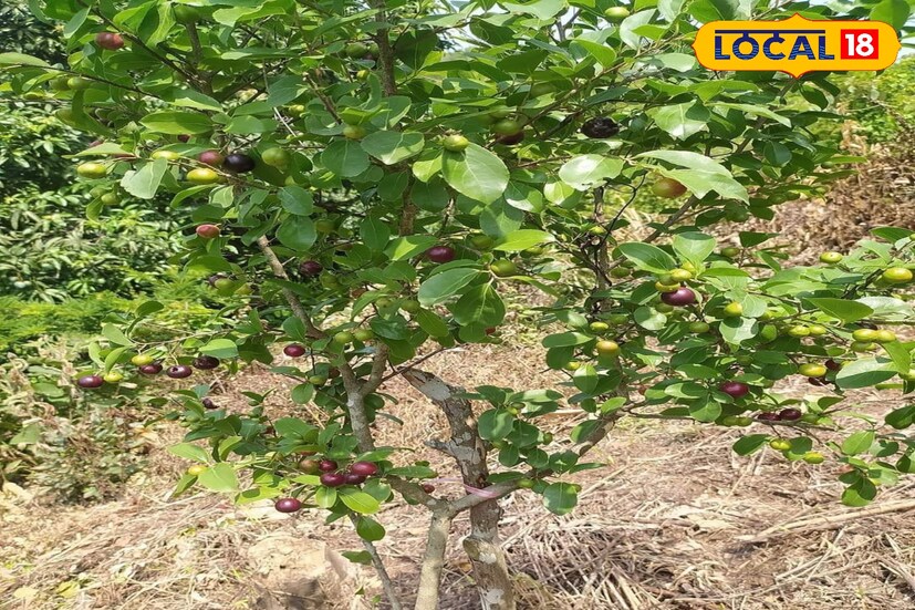 বিলুপ্তপ্রায় এই ফলের নাম বৈঁচি ফল। যা কিছুটা চেরির মতো দেখতে। সুস্বাদু টক মিষ্টি স্বাদের এই ফল। তবে এর স্বাস্থ্যগুণ বেশ।