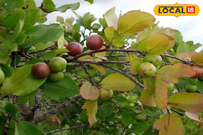 বাতের ব্যথা, দাঁত-ব্যথা সহ নানা রোগে উপশম মেলে। 