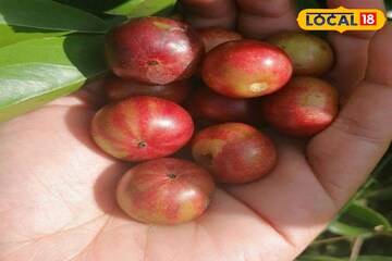 গরমেই পাওয়া যায়, ফল-পাতা-শেকড় ব্যথা তাড়ানোর 'পেইনকিলার'! সংগ্রহ করে রাখুন আজই