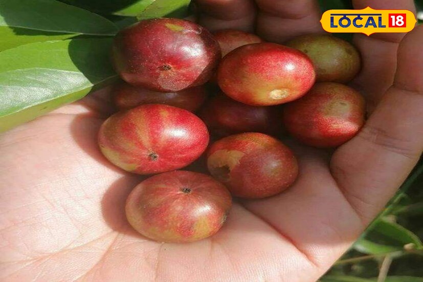 আমাদের আশেপাশে অনেক এমন ফল ও ফলের গাছ আছে যেগুলিকে আমরা অবহেলা করি। কিন্তু তার গুণাগুণ জানলে অবাক হবেন।