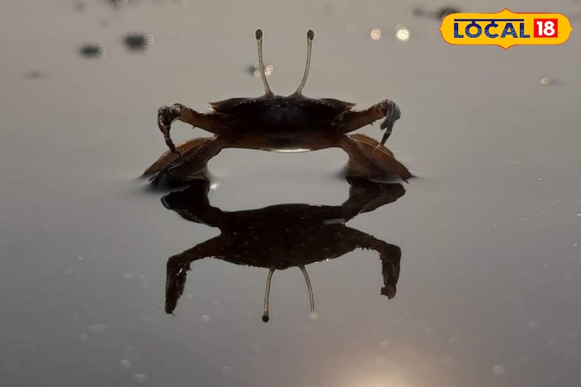 জোয়ারের সময়, জলের স্তর সৈকতের কাছাকাছি চলে আসে। ভাটার সময় সমুদ্র বেশ দূরে সরে যায়। চারপাশের সুন্দর পরিবেশ আর ঘন জঙ্গলের নীরবতা, চাওয়ার থেকে বেশি কিছু পূরণ করে।
