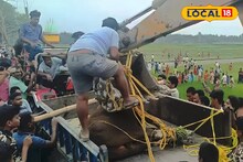 ভোটের রেশ কাটতে না কাটতেই বাইসনের আতঙ্ক, গুঁতোয় জখম একের পর এক গ্রামবাসী