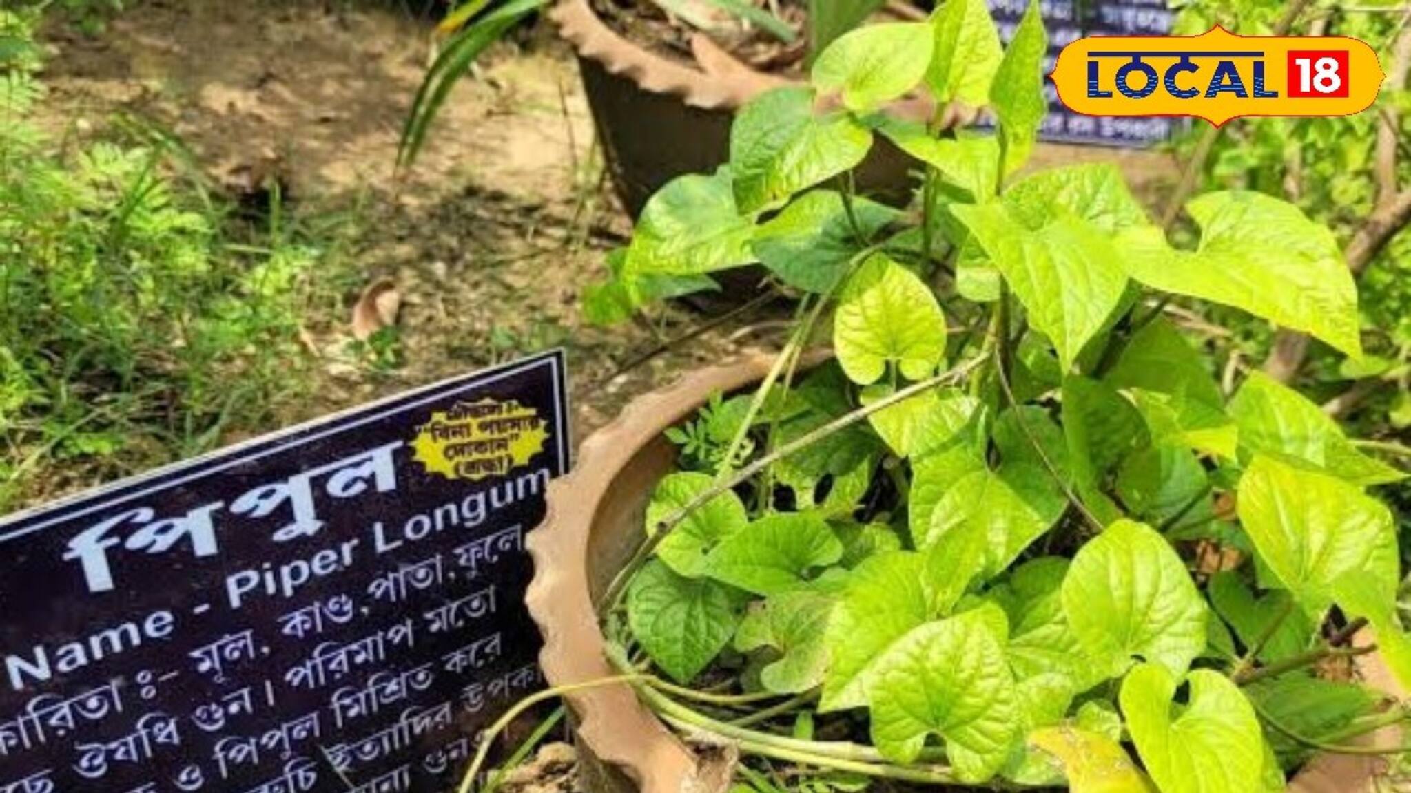 Healthcare-Weight Loss Tips: সাত দিনে রোগা করে দেবে এই পাতা! বহু রোগের মহা-ওষুধ! পান পাতা নয় কিন্তু! জানুন