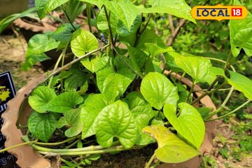 সাত দিনে রোগা করে দেবে এই পাতা! বহু রোগের মহা-ওষুধ! পান পাতা নয় কিন্তু! জানুন