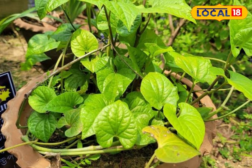বাংলার গৃহস্থের আনাচে কানাচে অযত্নে বড় হয় একাধিক গাছ। তার মধ্যে বেশ কিছু গাছ ভেষজ গুণে সমৃদ্ধ।