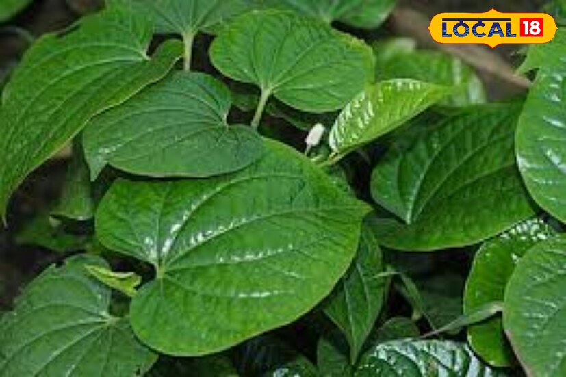 পশ্চিমবঙ্গের বিভিন্ন প্রত্যন্ত এলাকায় দেখা যায় পিপুল (Piper Longum) নামে উদ্ভিদের। গুল্ম জাতীয় এই গাছের পাতা পান পাতার মতো দেখতে হলেও ভেষজ গুণসমৃদ্ধ এই পিপুল গাছ।
