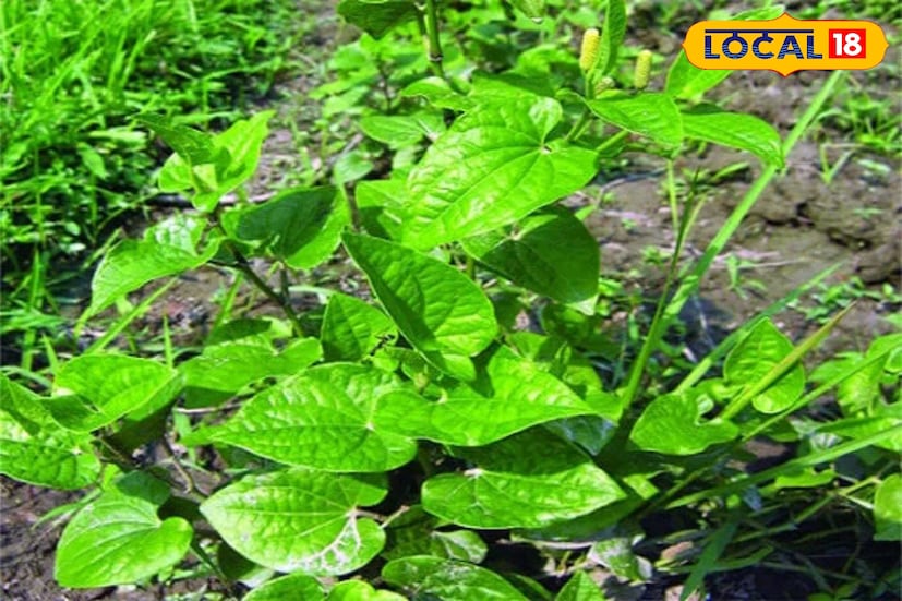 শ্বাসকষ্ট, জ্বর, কুষ্ঠ , অর্শ, প্লীহা, আমবাত প্রতিরোধে ব্যবহৃত হয় পিপুল । পিপুলের মূলের ও ভেষজ গুণ বেশ।মূল মেদরোগ , কফ , শ্বাসকষ্ট নিবারণে ব্যবহৃত হয়