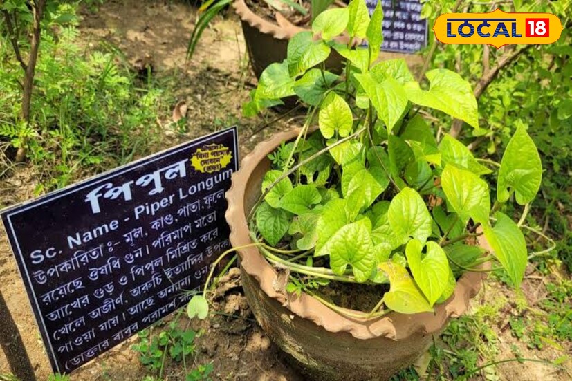 বিশেষজ্ঞরা মনে করেন, পিপুলের শুকনা ফল, বল বৃদ্ধিকারক ও টনিক হিসাবে ব্যবহৃত হয়।ফুল এবং মূলে পুরাতন ব্রঙ্কাইটিস, কাশি এবং ঠান্ডাজনিত রোগের জন্য খুব উপকারী।
