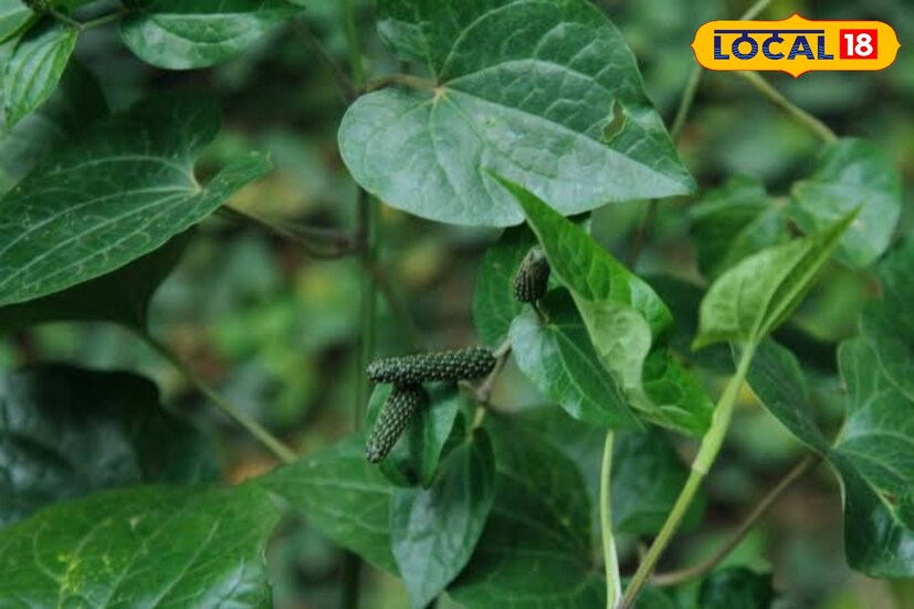 পুষ্টিবিদ বিশ্বজিৎ দাস মন্তব্য করেন, মেদ বৃদ্ধিতে যারা কষ্টে থাকেন এবং চট করে সব মেদ গলিয়ে রোগা হতে চাইলে এই পাতা মহা-ওষুধ! ২৫০ মিলিগ্রাম পিপুল চূর্ণ, হাফ চা চামচ মধু, খাওয়ার ১৫ মিনিট আগে এক কাপ অল্প জলে মিশিয়ে মাস খানেক খেলে উপকার মেলে। পাশাপাশি স্মৃতিশক্তি বাড়াতে কাজে লাগে।