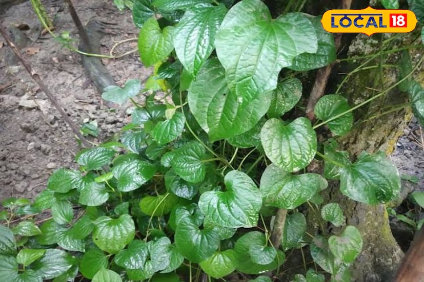 বর্তমানে নিজেদের ফুলের বাগান বা অন্যান্য বাড়ির বাগানে লাগানো যেতে পারে এই পিপুলের গাছ। সামান্য পরিচর্যা তে চাষ করা যাবে পিপুলের। যা অত্যন্ত ভেষজ গুণসমৃদ্ধ। (ব্যবহারের আগে চিকিৎসকের পরামর্শ নেওয়া অত্যন্ত জরুরি)