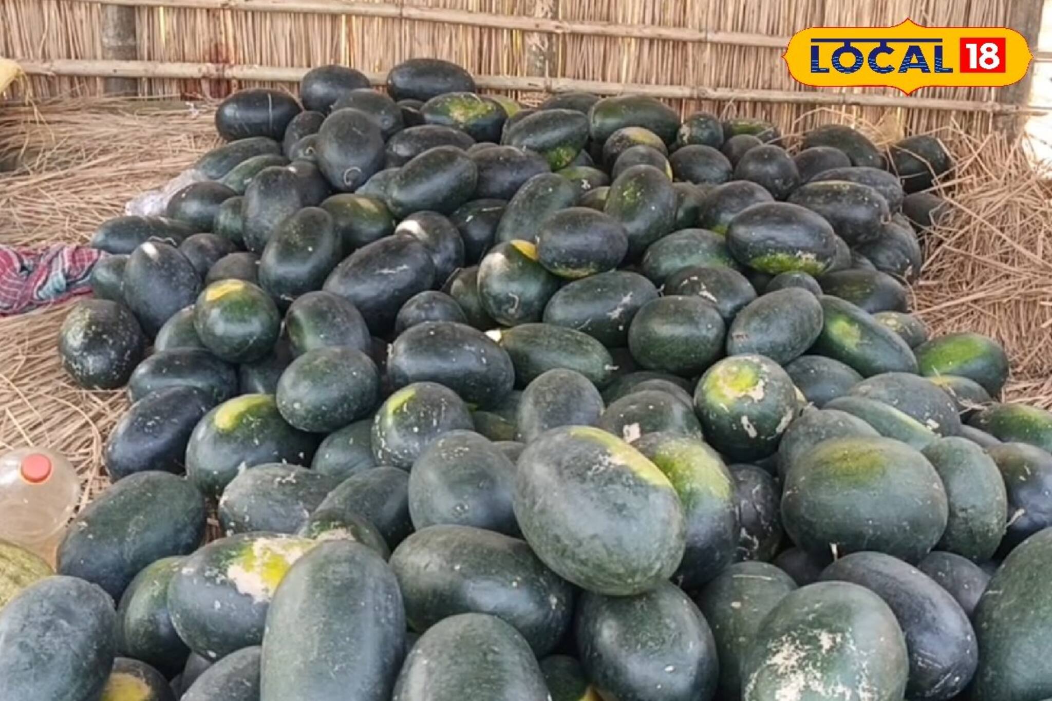 মনসাই নদীর চরের তরমুজ খেলে স্বাদ মুখে লেগে থাকবে!