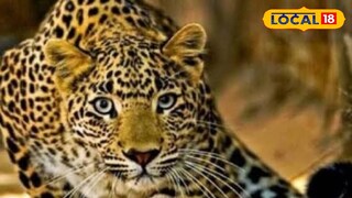 লেপার্ড 