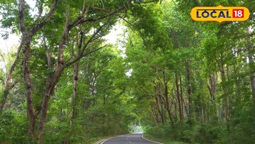 জঙ্গলের