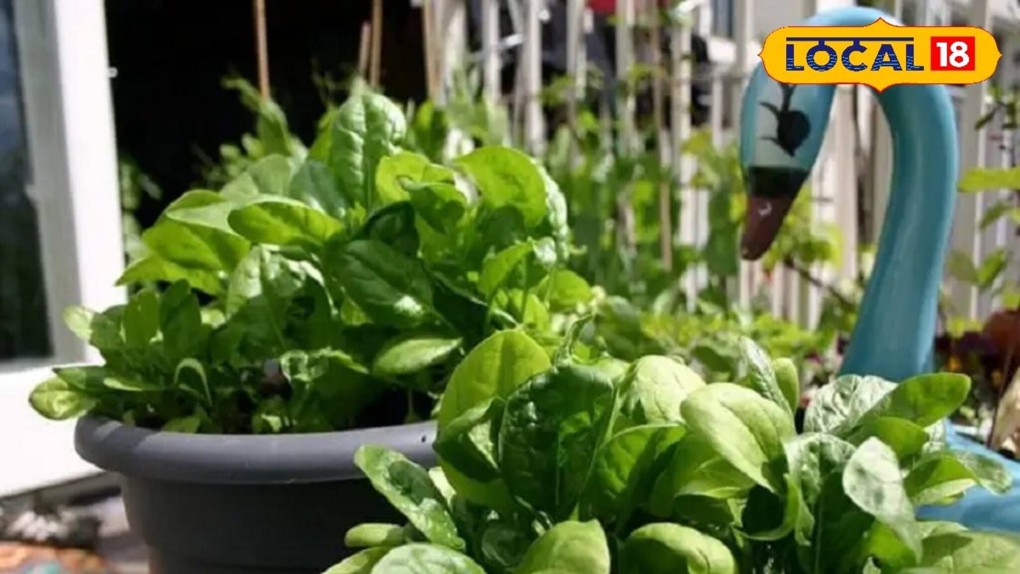 রসুনের জল পুঁইশাকে স্প্রে করলে কী হয় জানেন ? চমকে যাবেন আপনিও