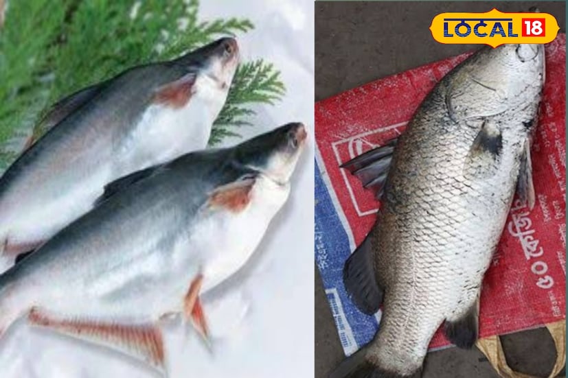 ফিশ ফ্রাই বানাতে এখন ভেটকির সঙ্গে বাসা মাছও ভালই জায়গা করে নিয়েছে। বাসা ভেটকি মাছের স্বাদের একেবারে সমান। তবে দাম ভেটকি মাছের থেকে একটু হলেও দাম কম।