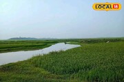 এই ঘাস গরুর খিদে মুহূর্তে মিটিয়ে দেয়, দুধ হয় প্রচুর