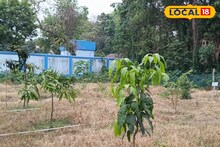 অবাক কাণ্ড! সরকারের পরিত্যক্ত জমি এখন ফলের বাগান
