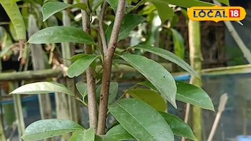 ক্যান্সার