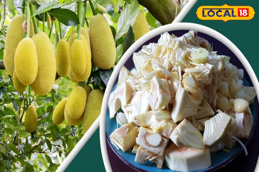 *এতে চর্বির পরিমাণ খুব কম। তাই বেশি খেলেও ওজন বাড়ার শঙ্কা নেই। বরং পেট ভরে রেখে ওজন কমাতে সাহায্য করে কাঁচা কাঁঠাল।