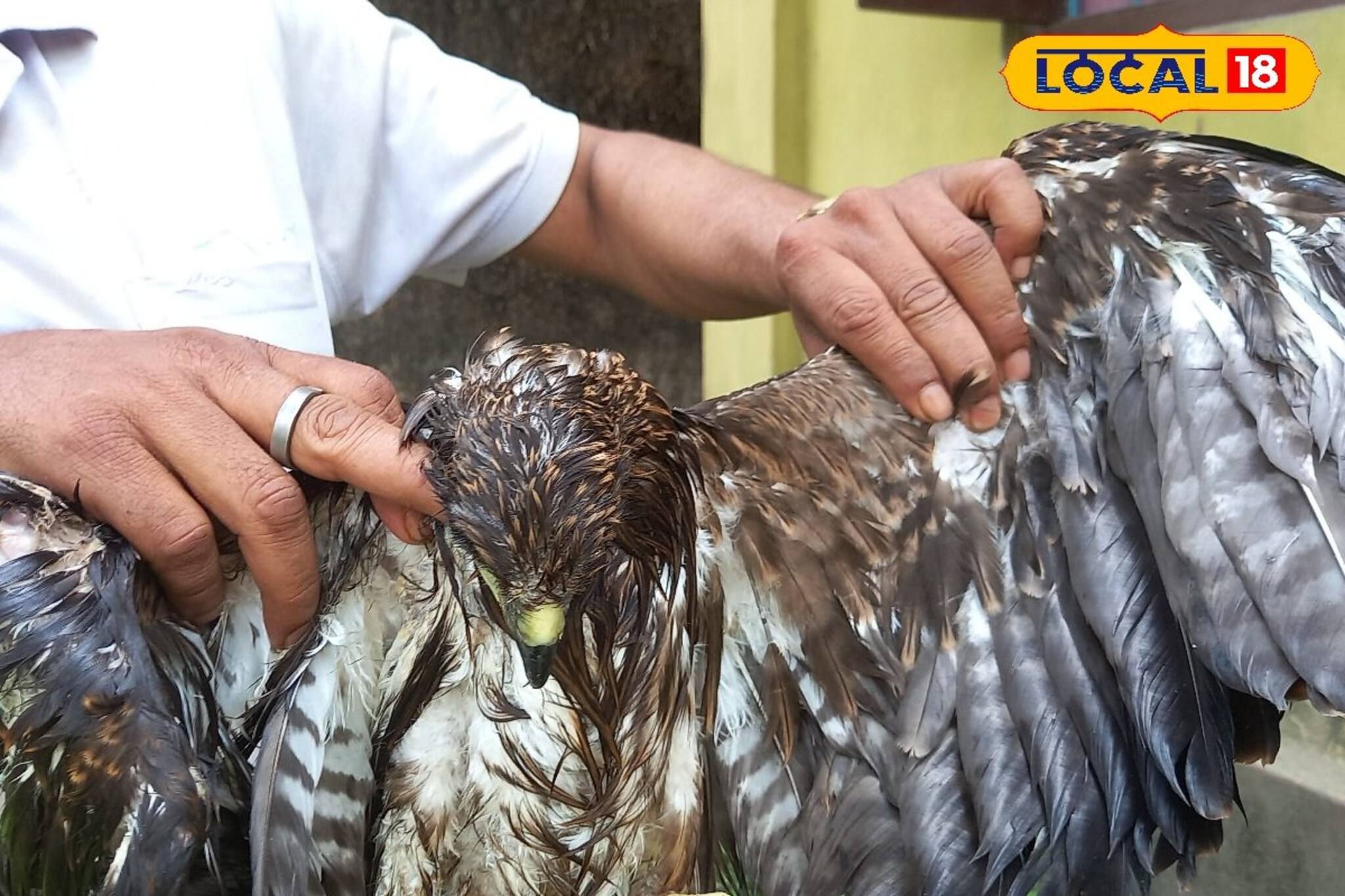 হিট স্ট্রোক থেকে বাদ ‌যাচ্ছে না পাখিরাও! তীব্র গরমে বাঁচান ওদের, করুন ছোট্ট কাজ