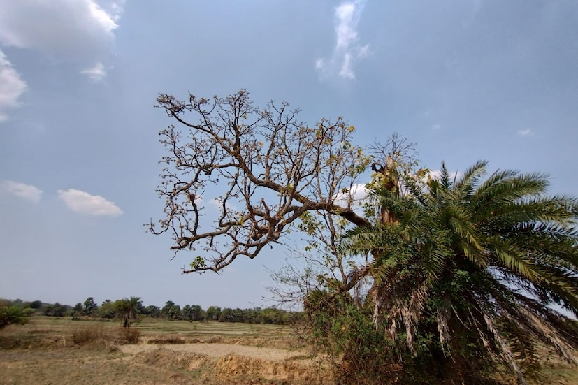 হাওয়া অফিসে রিপোর্টে জানা যায়, দক্ষিণবঙ্গের বেশ কিছু জেলায় ২২ এপ্রিল মঙ্গলবার আংশিক মেঘলা আকাশ থাকলেও বৃষ্টির সম্ভাবনা একেবারে ক্ষীণ! উপকূলবর্তী জেলাগুলিতেও বৃষ্টির সম্ভাবনা নেই।