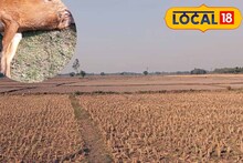 ফাঁকা মাঠে দূরে ওটা কী? কাছে যেতেই শিউরে উঠলেন গ্রামবাসী! মর্মান্তিক ঘটনা