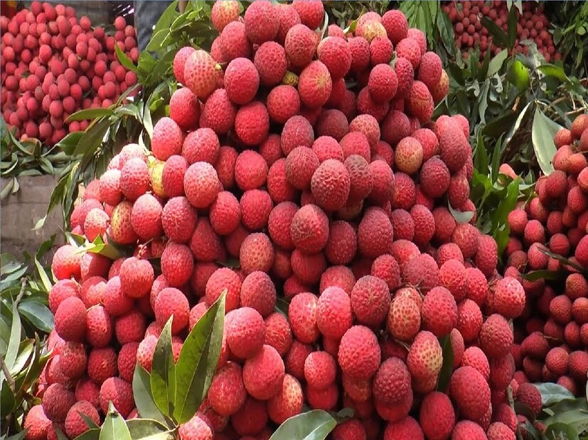 *লিচুর গুণাগুণ ভাল, স্বাদেও খুবই সুস্বাদু, অনেক উপকারিতাও রয়েছে। দামি হওয়া সত্ত্বেও মানুষ লিচু খেতে পছন্দ করেন। এই ফলের বিশেষত্ব হল এটি বাজারে আসে মাত্র কয়েকদিনের জন্য। সংগৃহীত ছবি।