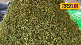 আমন্ডের থেকেও দামি; তবুও বর্তমানে ভিটামিন-প্রোটিন সমৃদ্ধ মারওয়াড়ের এই শুষ্ক সবজির চাহিদা তুঙ্গে