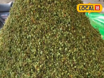 আমন্ডের থেকেও দামি; তবুও বর্তমানে ভিটামিন-প্রোটিন সমৃদ্ধ মারওয়াড়ের এই শুষ্ক সবজির চাহিদা তুঙ্গে