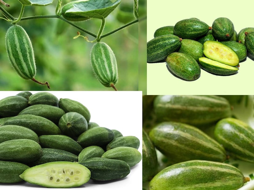 পটলের ইংরেজি হল পয়েন্টেড গার্ড (Pointed gourd)! 