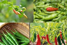 যখন তখন অগ্নিমূল্য লঙ্কা? এভাবে যত্ন নিন, বাড়ির টবেই হবে ঝুড়ি ঝুড়ি কাঁচালঙ্কা