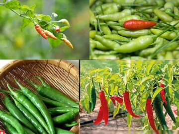 যখন তখন অগ্নিমূল্য লঙ্কা? এভাবে যত্ন নিন, বাড়ির টবেই হবে ঝুড়ি ঝুড়ি কাঁচালঙ্কা