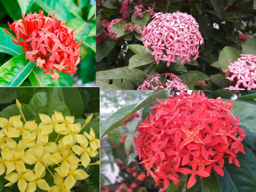  থোকায় থোকায় ফুল ফোটে রঙ্গনগাছে। লাল, হলুদ, গোলাপি নানা রঙে দেখা যায় এই ঝাঁকড়া ফুলগাছকে। জমিতে বা টবে অতি সামান্য যত্নেই প্রচুর ফুল ফুটবে।