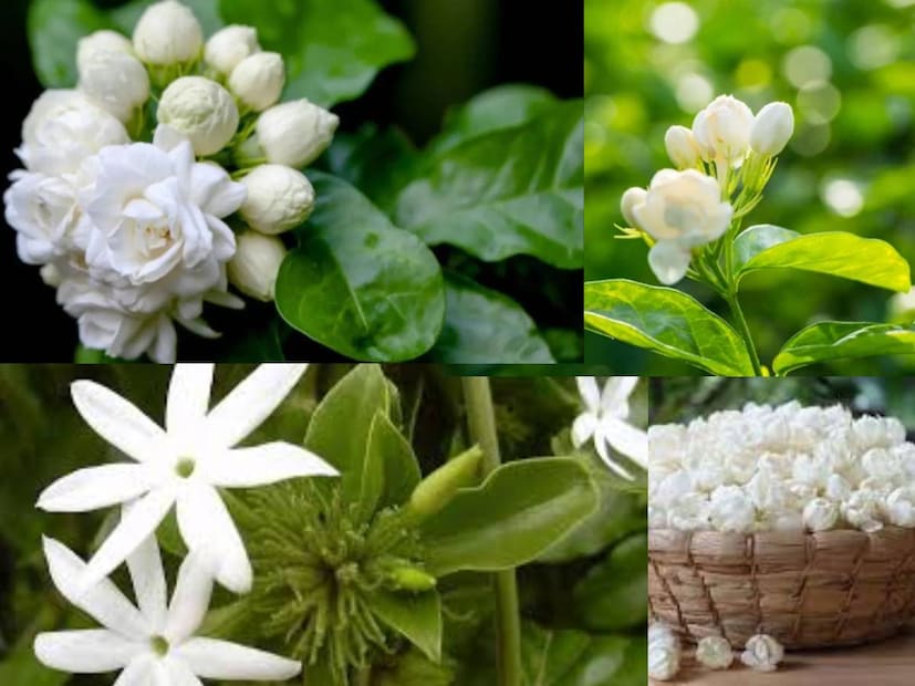 আসছে নীলষষ্ঠী। শুক্রবার পালিত হবে এই লৌকিক পার্বণ। সন্তানের মঙ্গলকামনায় উপবাস ও নীলের ব্রত পালন করবেন মায়েরা।