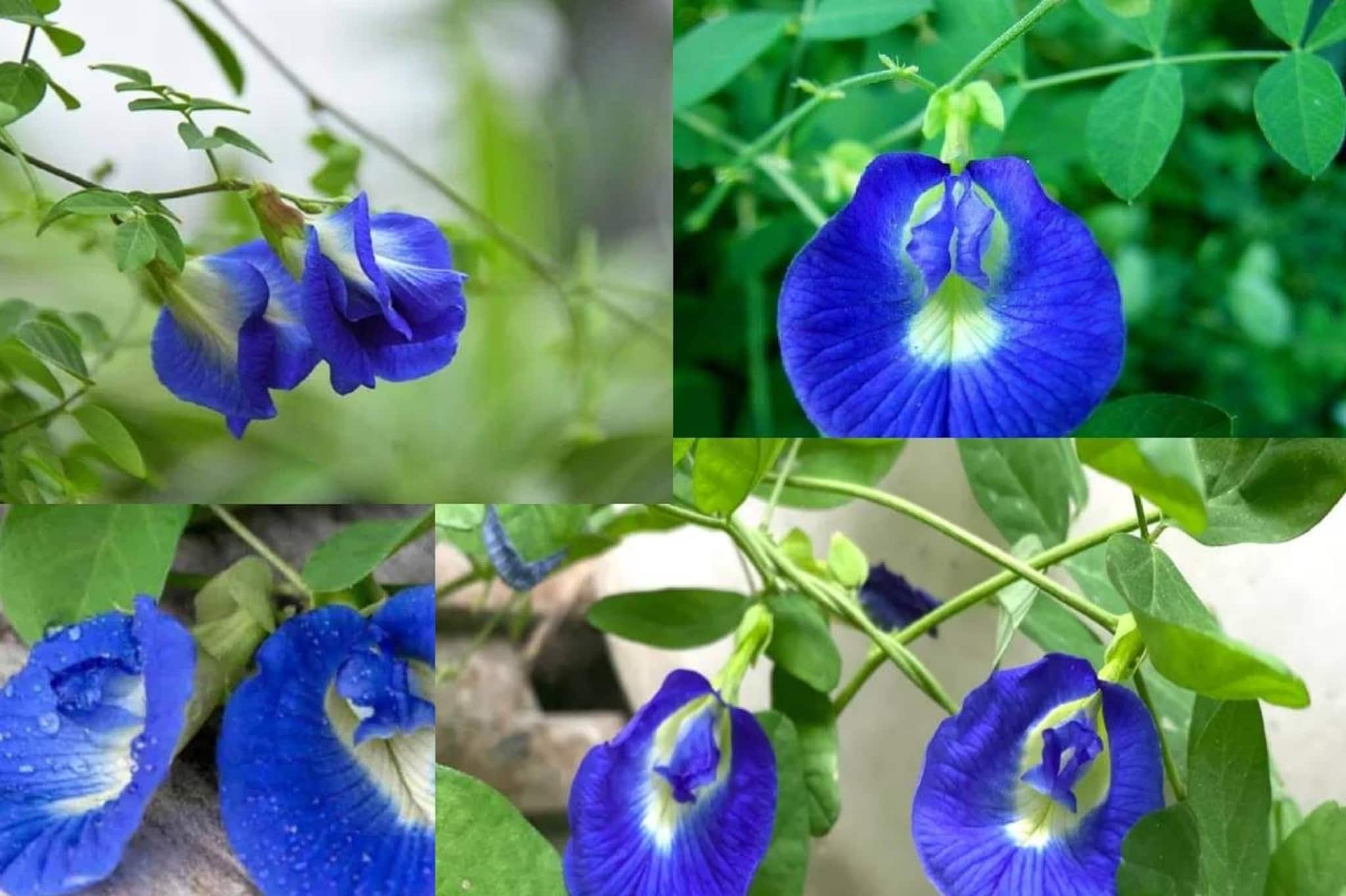 আসছে নীলষষ্ঠী! জানুন নীলকণ্ঠফুল ফোটানোর গুপ্তমন্ত্র! অপরাজিতা লতা ছেয়ে যাবে ফুলে