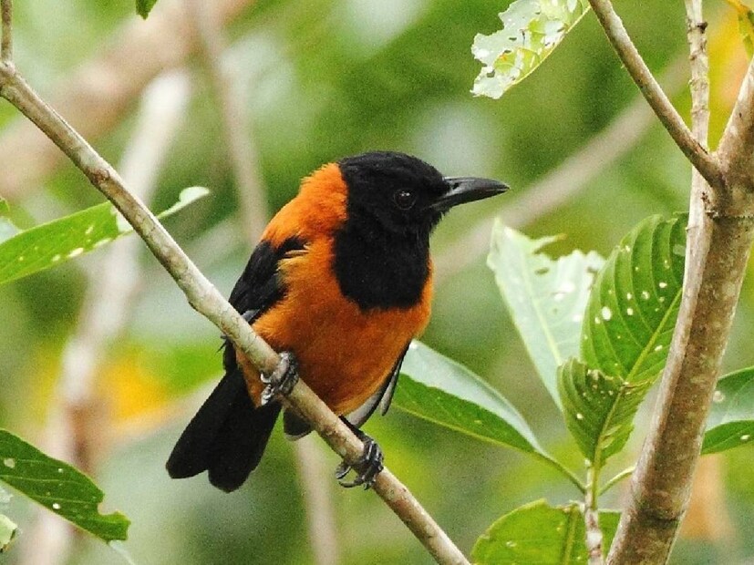 পাপুয়া নিউ গিনির লোকজন এই পাখিকে Rubbish Bird বলে ডেকে থাকেন। কারণ, এটি পৃথিবীর সবচেয়ে বিষাক্ত পাখি। বার্ডস্পটের এক প্রতিবেদনে বলা হয়েছে, ১৯৯০ সাল পর্যন্ত এই পাখিটি বিষাক্ত হওয়ার কোনো সুনির্দিষ্ট তথ্য ছিল না। ১৯৯০ সালে প্রথমবারের মতো, ক্যালিফোর্নিয়া অ্যাকাডেমি অফ সায়েন্সেসের বাস্তুবিদ জ্যাক ডাম্বাচার আবিষ্কার করেছিলেন যে এটি অত্যন্ত বিষাক্ত। 