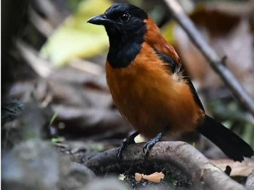 সাপ বিষাক্ত হয়, এ বোধহয় আমরা সবাই জানি৷ এমনকি, বিষধর নয়, এমন সাপকেও ভয় পেয়ে মেরে ফেলে অনেকেই৷ বিনা কারণে৷ এছাড়া, বিষাক্ত মাকড়সা, পোকা, এমনকি, বিষাক্ত গাছের কথাও আমরা বহু শুনেছি৷ কিন্তু, বিষাক্ত পাখি? পাখিও আবার কোনও দিন বিষাক্ত হয় নাকি? উত্তর হল হ্যাঁ৷ এই পৃথিবীতেই রয়েছে এমন অনেক পাখি, যারা অত্যন্ত বিষাক্ত৷ এই প্রতিবেদনে তেমনই এক বিষাক্ত পাখির কথা আলোচনা করব আমরা৷