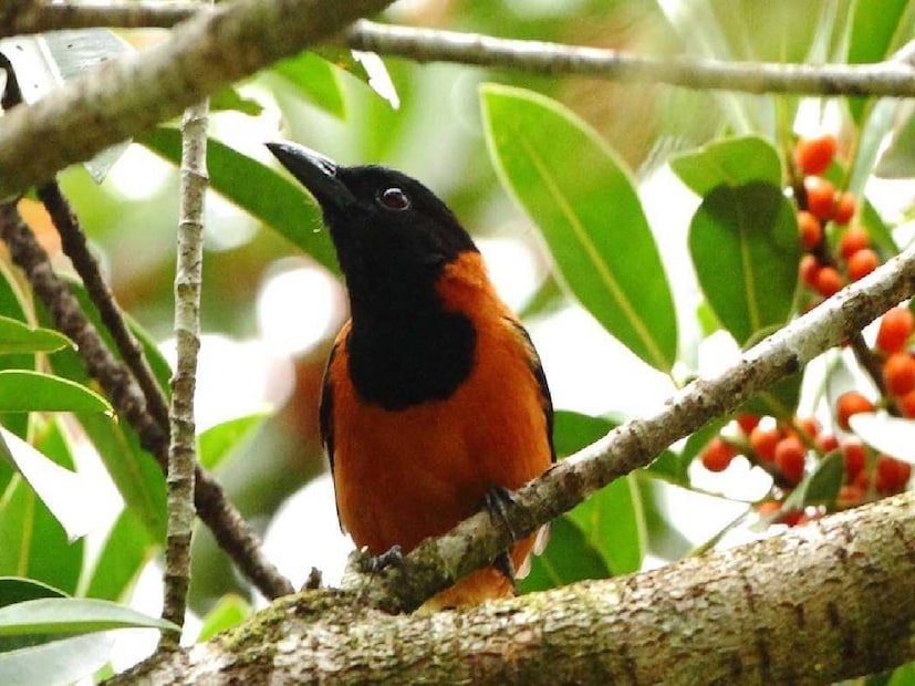 দেখতে নিরীহ এই পাখির নাম হল হুডেড পিটোহুই (Hooded Pitohui)৷ পাপুয়া নিউ গিনিতে পাওয়া যায় বলে এই পাখিকে গিনি পিটোহুই নামেও ডাকা হয়ে থাকে৷ ভুলবশত এই পাখির ডানা স্পর্শ করলেই কয়েক মিনিটের মধ্যে পক্ষাঘাত এবং মৃত্যু হতে পারে যে কারও। এদের পালকে এবং ত্বকে থাকে বিষ৷ কিন্তু, সেই বিষ আসে কোথা থেকে? এই পাখিরাই কি সাপের মতো নিজের শরীরে বিষ তৈরি করে?
