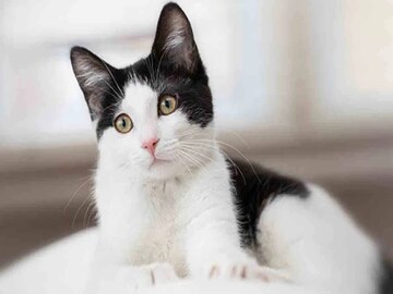 বাড়িতে বিড়াল বাচ্চা দিচ্ছে? ঢুকে পড়ছে? জীবনে এর কত বড় প্রভাব, কী বলছে বাস্তু