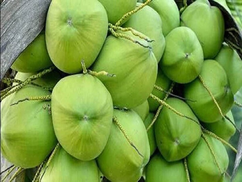 কিন্তু, যাঁদের সুগার অর্থাৎ ডায়াবেটিস রয়েছে, তাঁদের কি ডাবের জল খাওয়া উচিত? এই প্রশ্ন প্রায় প্রত্যেকটি সুগারের রোগী ও তাঁদের পরিবারের সদস্যদের থাকে৷ আসুন জেনে নেওয়া যাক, ডাবের জল ডায়াবেটিসের রোগীদের আদৌ খাওয়া উচিত কি না৷ 