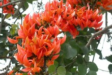 ডায়াবেটিসে খুব উপকারী এই গাছ, ফুলের বাহার দেখলেই মন চাঙ্গা