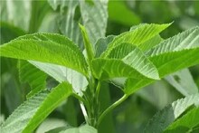বাজার থেকে আনুন ৫ টাকার এই শাক লাগবে না AC শরীর হবে ভিতর থেকে ঠান্ডা